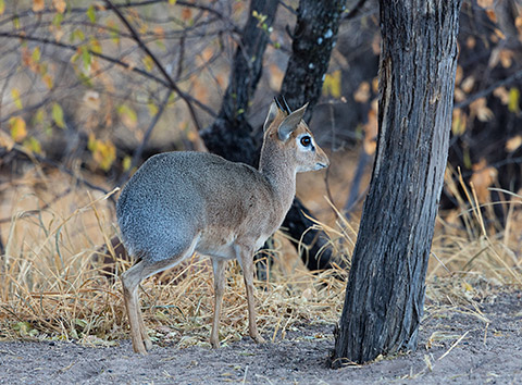 Damara Dikdik male
